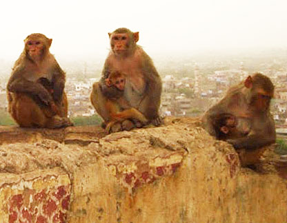 Jaipur, India: The Monkey Business Traveler - TravelReader