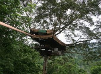 A Perfect Tree-House