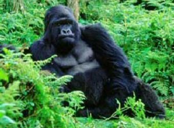Wild Gorillas in the Democratic Republic of the Congo