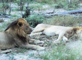 Lions in Botswana
